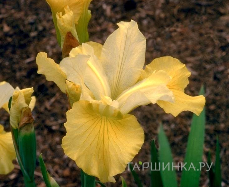 Ирис сибирский Кисс зе Герл