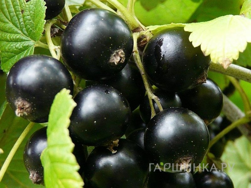 Смородина Добрыня черная (очень крупные ягоды)