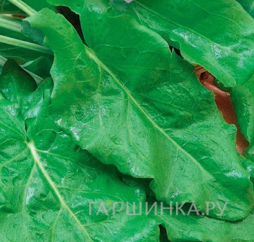 Семена Щавель Крепыш 0.2г