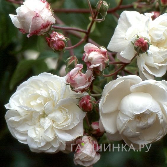 Роза Име Вибер, Кордес