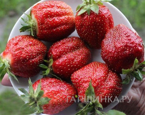 Клубника Фестивальная
