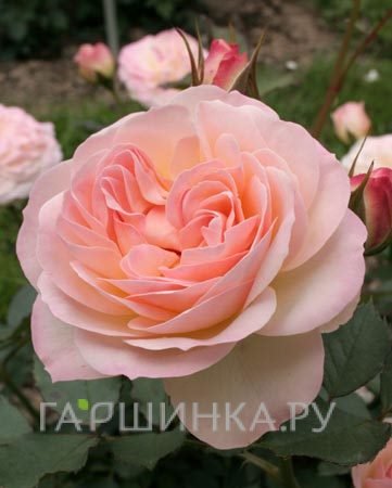 Роза Фондант флорибунда, Imperial Rose