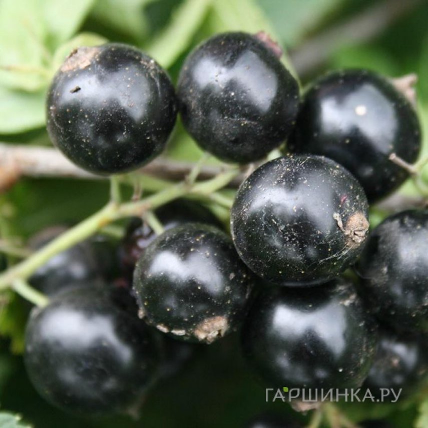 Смородина Фортуна черная (крупная ягода)