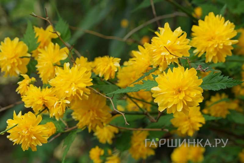 Керрия Ауреовариегата японская
