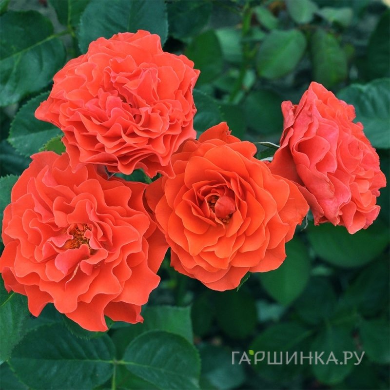 Роза Леди оф Белград, Фено Гено (лиц)