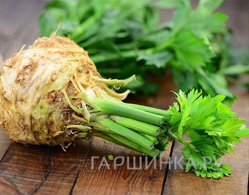 Семена Сельдерей Егор корневой