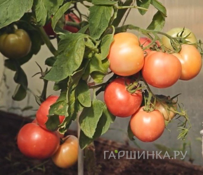 Семена Томат Герцогиня вкуса F1