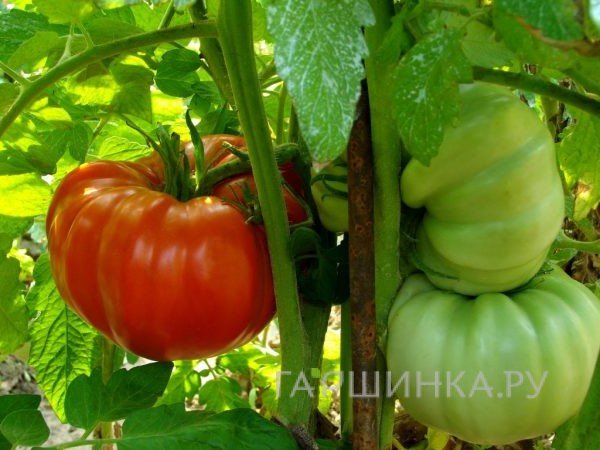 Семена Томат Гигант Новикова 20 шт