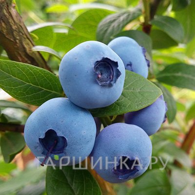 Голубика Фламинго