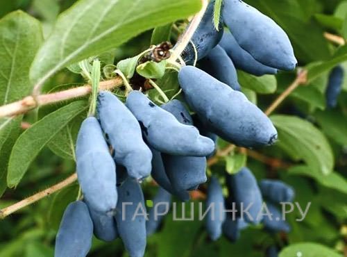Жимолость Голубое веретено