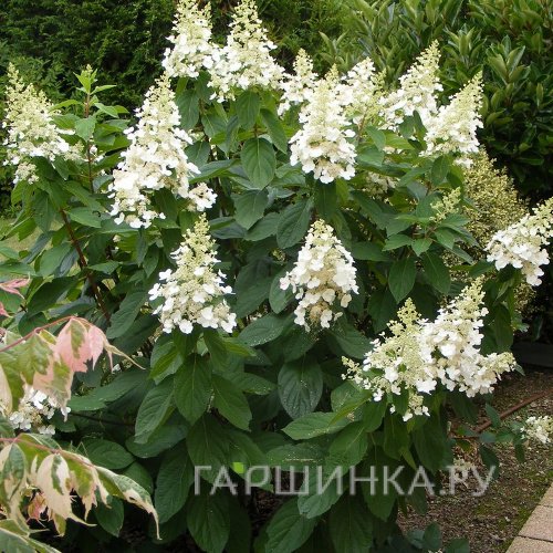 Гортензия Киушу (Тип шага) метельчатая