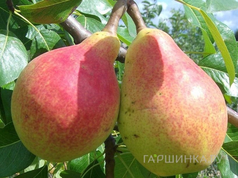 Груша Юрьевская