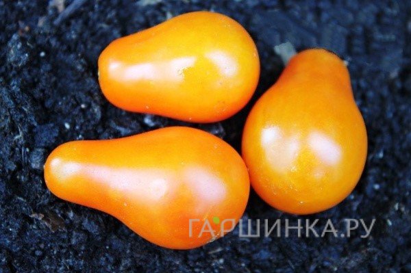 Семена Томат Груша оранжевая