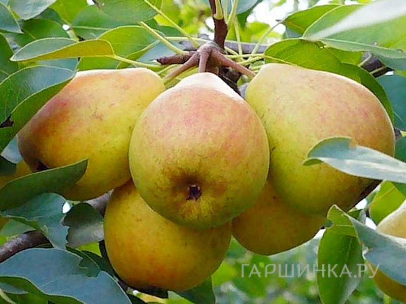 Груша Телена