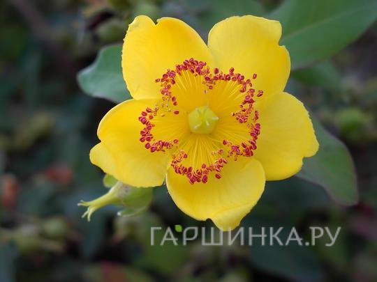 Зверобой Мозера