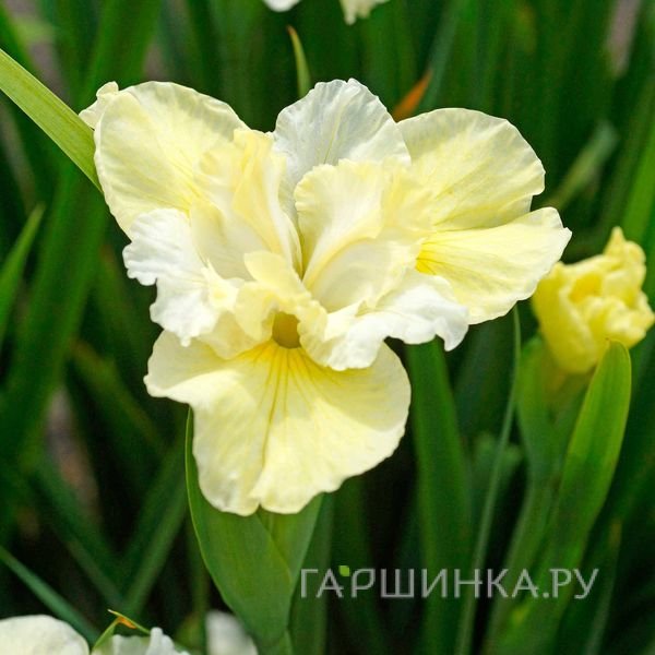 Ирис сибирский Йеллоу Тейл