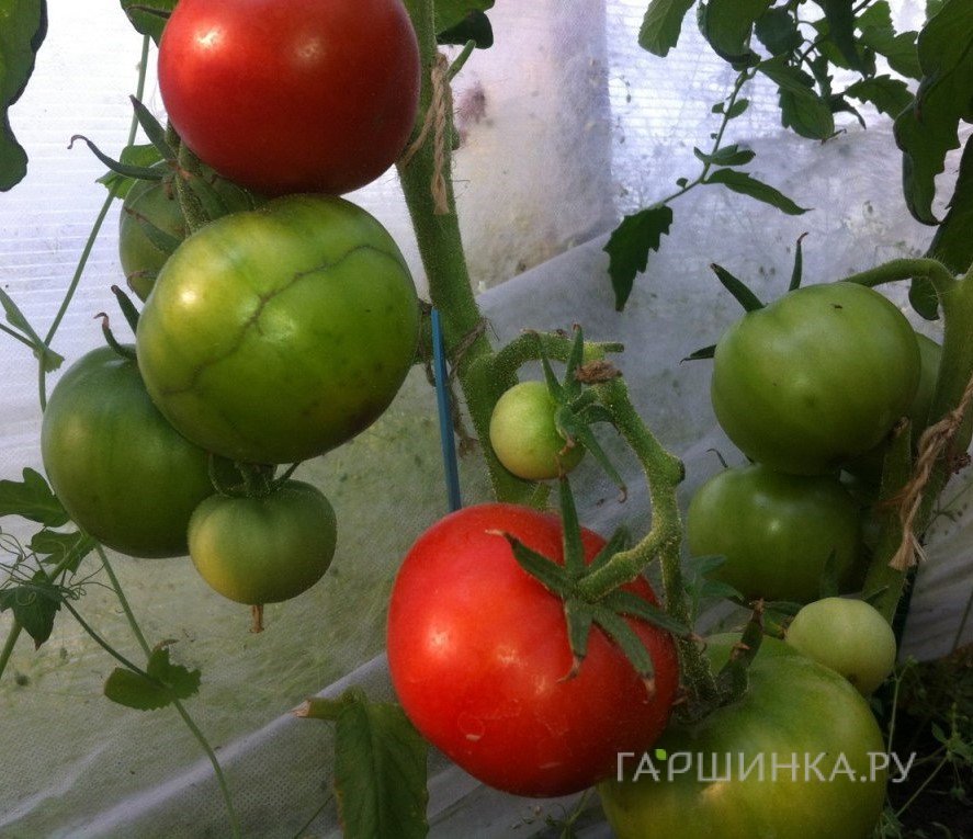 Семена Томат Какаду 15шт