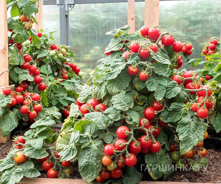 Семена Томат Каменный цветок 5шт