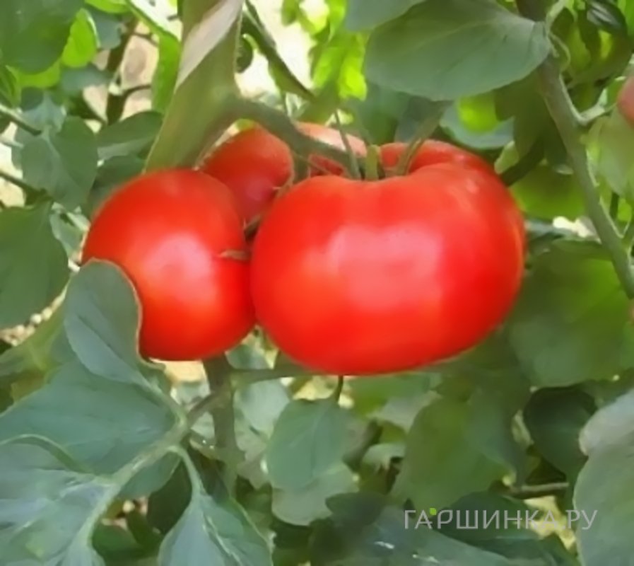 Семена Томат Канопус 0,05гр ЦП
