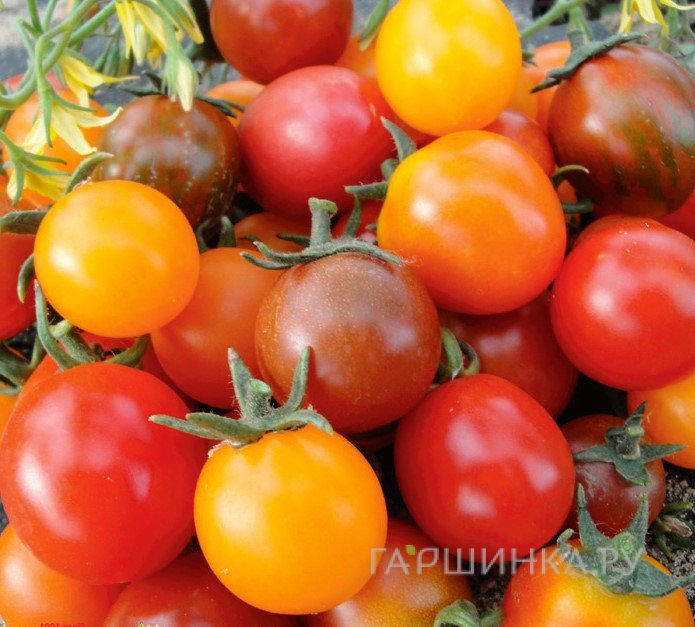 Семена Томат Кишмиш смесь 20шт