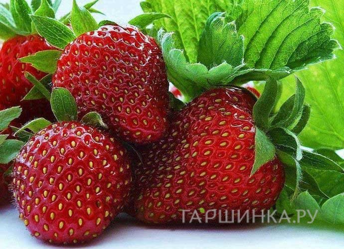 Клубника Кармен