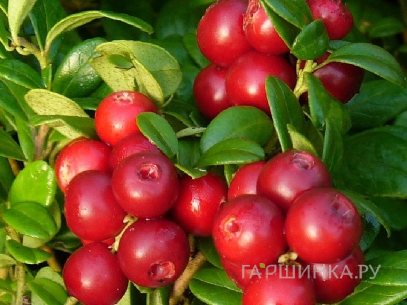 Брусника Коралл