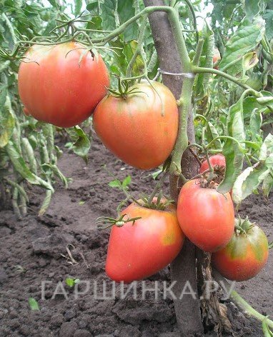 Семена Томат Король Лондон 20шт