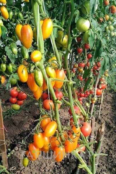 Семена Томат Котя F1 10шт
