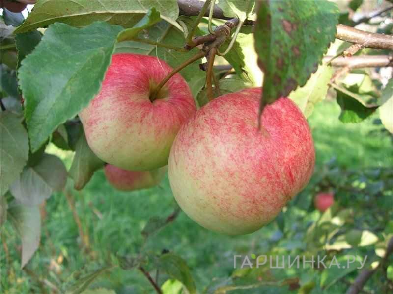 Яблоня Красавица сада с/п