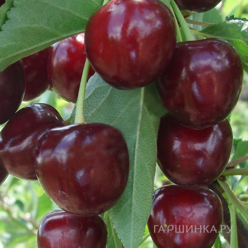 Дюк (Черевишня) Крепкая