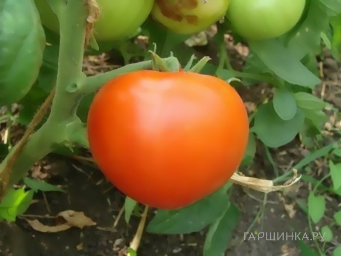 Семена Томат Ксения F1 15шт
