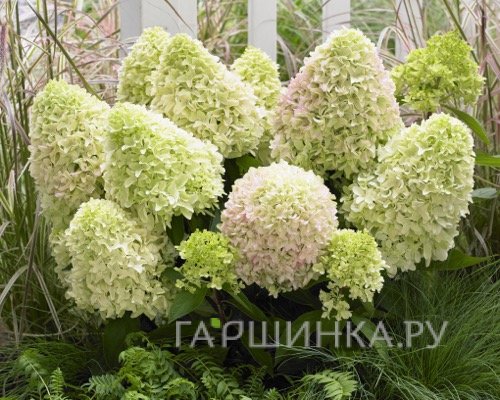 Гортензия Литл Фреско/Литл Фрайз (Маленькая фреска) метельчатая