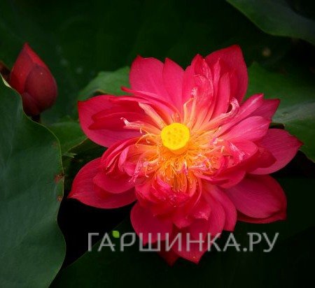 Лотос красный
