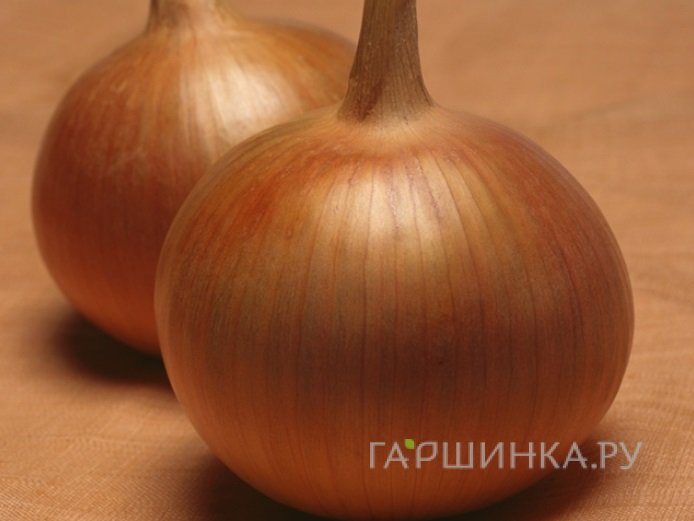 Лук-севок Бонус 0,5 кг