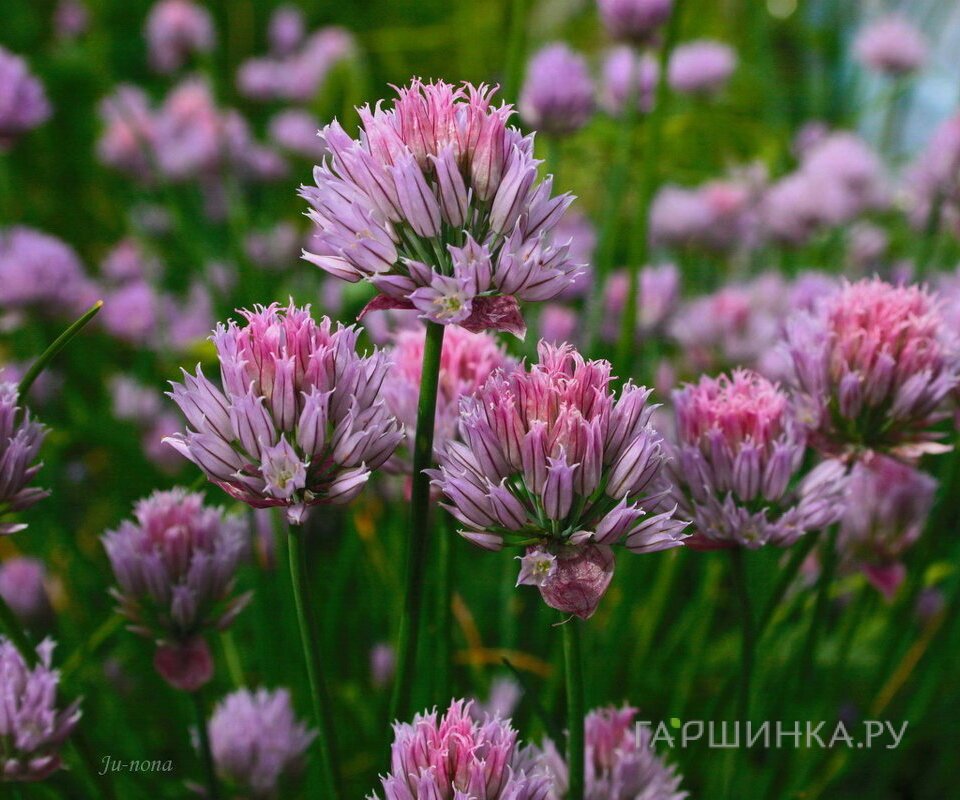 Семена Лук Шнитт Богемия