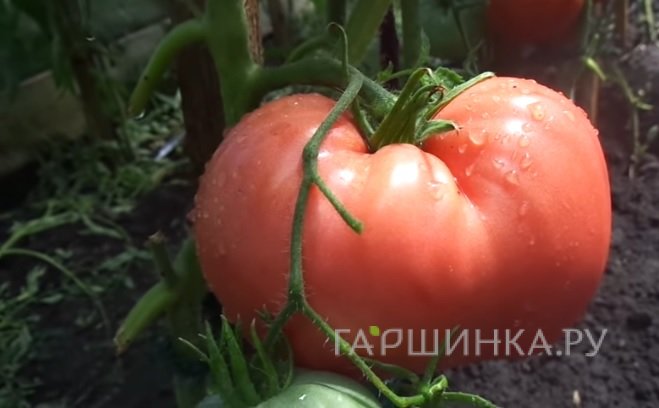 Семена Томат Любимый праздник 20шт