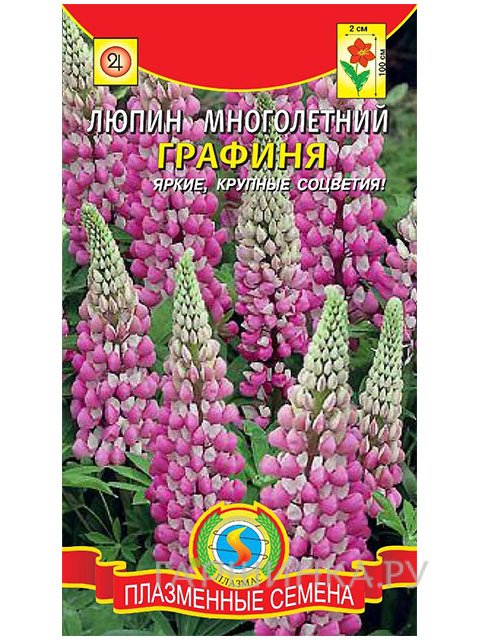 Семена Люпин многолетний Графиня,