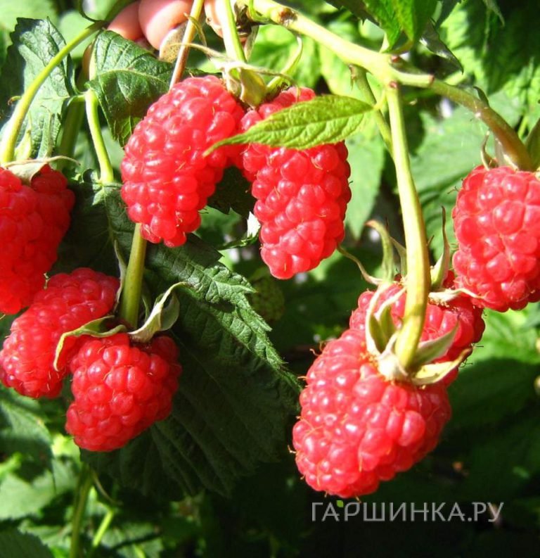 Малина нектарная (малино-поляничный гибрид)