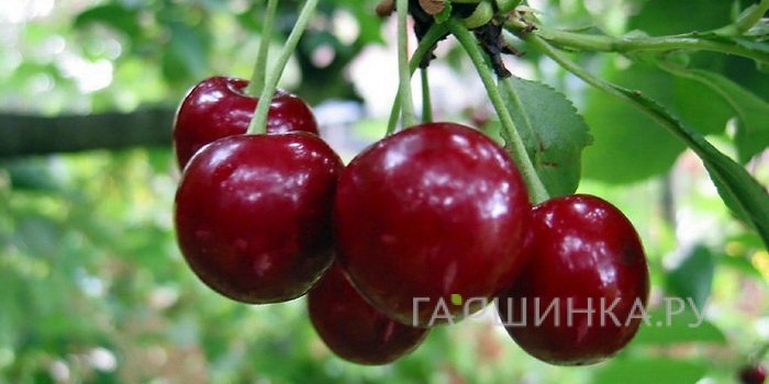 Вишня Маяк
