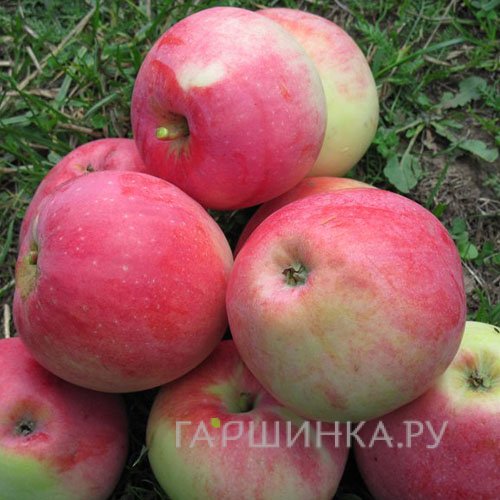 Яблоня Министр Кисилев с/п