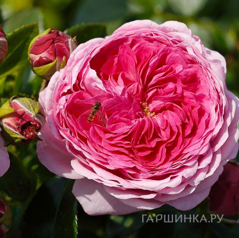 Роза Модерн Арт чайно-гибридная, Тантау