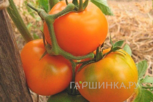 Семена Томат Монастырская трапеза 20шт