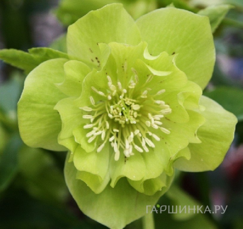 Морозник махровый Эллен Грин