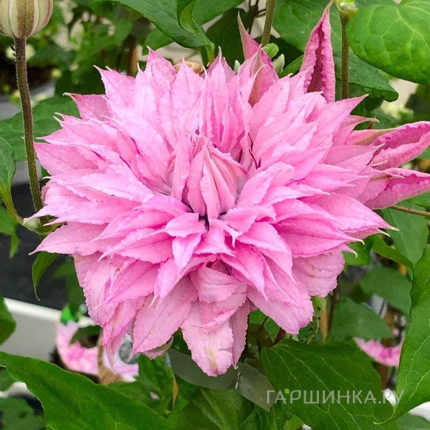 Клематис Мульти Пинк махровый  (2)