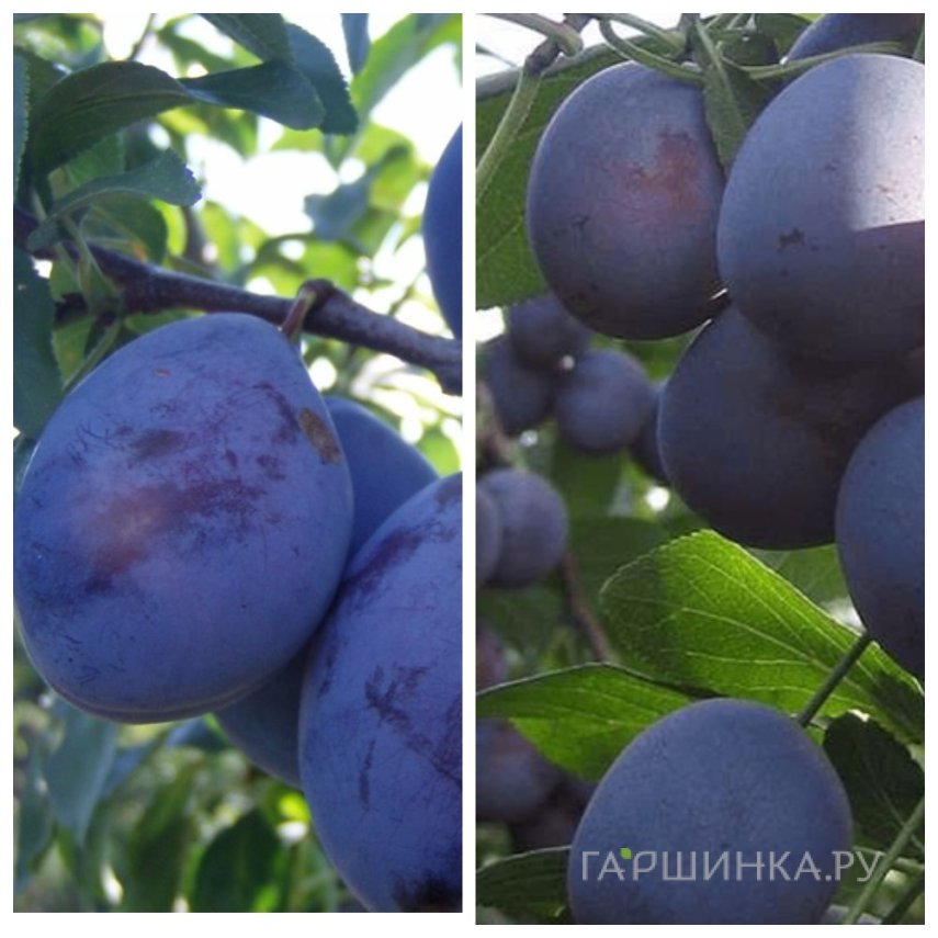 Слива 2 в 1: Венгерка Корнеевская/Заречная ранняя