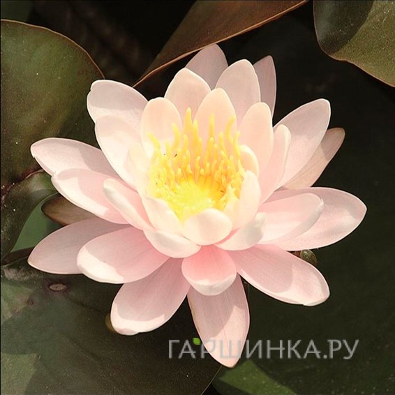 Нимфея (Кувшинка) Рэй Дэвис