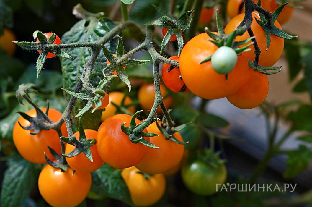 Семена Томат Нижегородский кудяблик 20шт