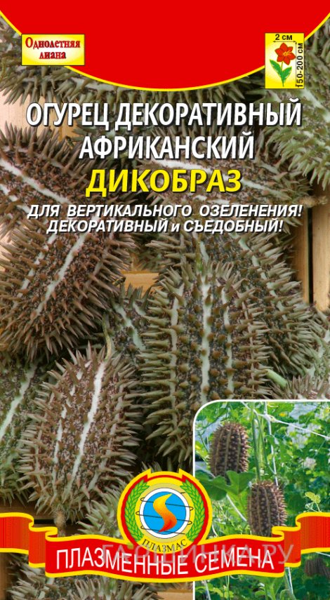 Семена Африканский огурец Дикобраз