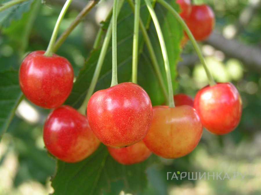Черешня Орловская розовая