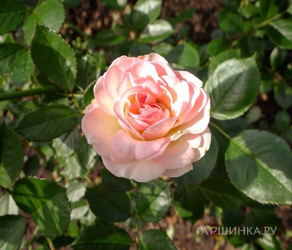 Роза Пастелла флорибунда, Тантау
